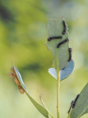 Opodiphthera eucalypti