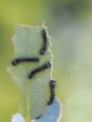 Opodiphthera eucalypti
