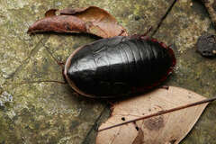 Opisthoplatia orientalis