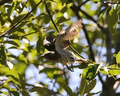 Chrysococcyx cupreus