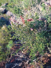 Asparagus mucronatus