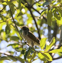 Chrysococcyx cupreus
