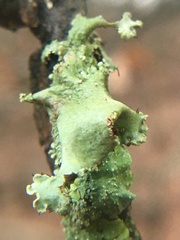 Parmotrema crinitum