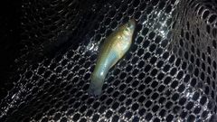 Xiphophorus hellerii