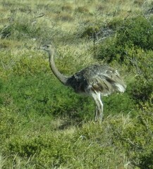 Rhea pennata