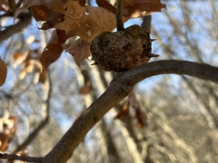 Callirhytis quercuscornigera