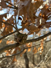 Callirhytis quercuscornigera