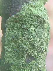 Hyperphyscia syncolla