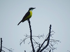 Pitangus sulphuratus