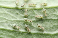 Amphipsocidae