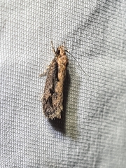 Leptocroca sanguinolenta