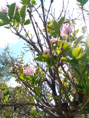 Dais cotinifolia