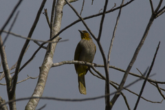 Pycnonotus finlaysoni