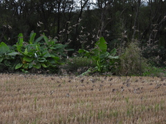 Passer montanus saturatus