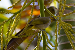 Pycnonotus finlaysoni