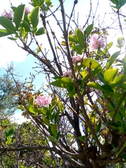 Dais cotinifolia