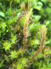 Ptychostomum pseudotriquetrum