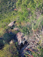 Asparagus mucronatus