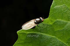 Minettia longipennis