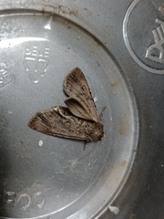 Mamestra brassicae