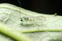 Stenopsocidae