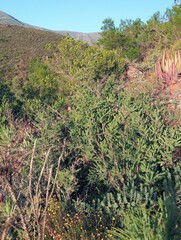 Asparagus mucronatus