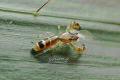 Padillothorax exilis