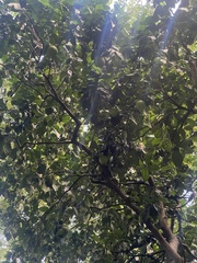 Citrus paridisi