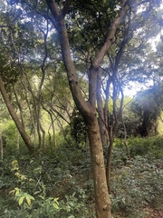 Citrus paridisi
