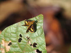 Taractrocera archias