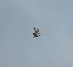 Nisaetus cirrhatus limnaeetus