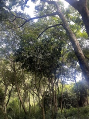 Citrus paridisi