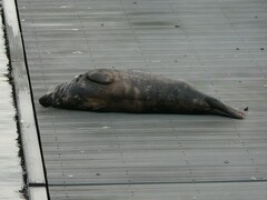 Halichoerus grypus grypus