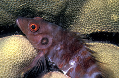 Amblycirrhitus bimacula
