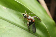 Colopsus longipalpis