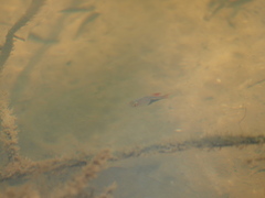 Trigonostigma heteromorpha