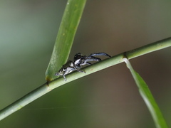 Hyllus keratodes