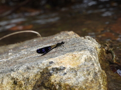 Aristocypha fenestrella