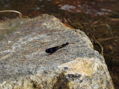 Aristocypha fenestrella