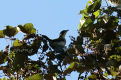 Pycnonotus sinensis hainanus