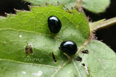 Oomorphoides
