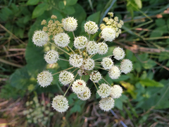 Angelica sylvestris