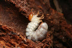 Lucanidae