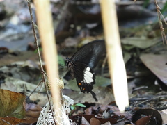 Papilio iswara