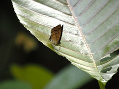 Limenitidinae