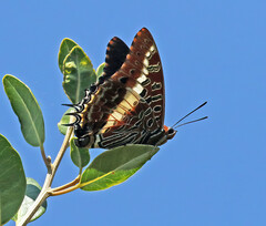 Charaxes brutus