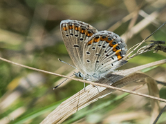 Plebejus