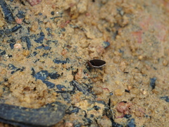 Pseudophyllodromia laticeps