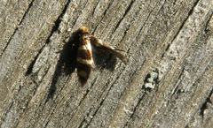 Micropterix aureatella