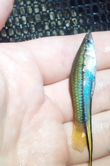 Xiphophorus hellerii